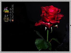 珍藏之花弄月在线观看,穿越时空的浪漫邂逅  第3张