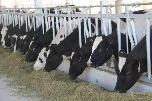 奶牛在线观看 第3张 奶牛在线观看 第3张