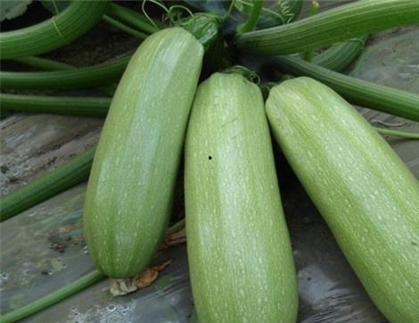 娱乐圈吃瓜有什么好处 第1张 娱乐圈吃瓜有什么好处 第1张